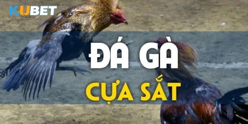 Những giống gà phổ biến trong đá gà cựa sắt tại Kubet